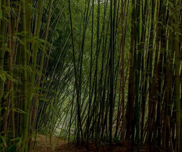 El Molino De Bonaco *